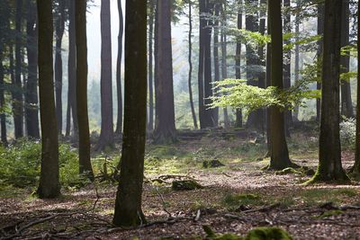 Foto: Hochwald bei Morbach